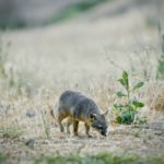 Channel Island Fox in a field