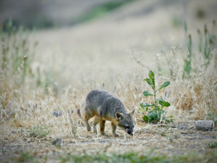 Channel Island Fox in a field