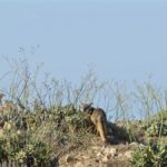 Channel Island Fox on hill