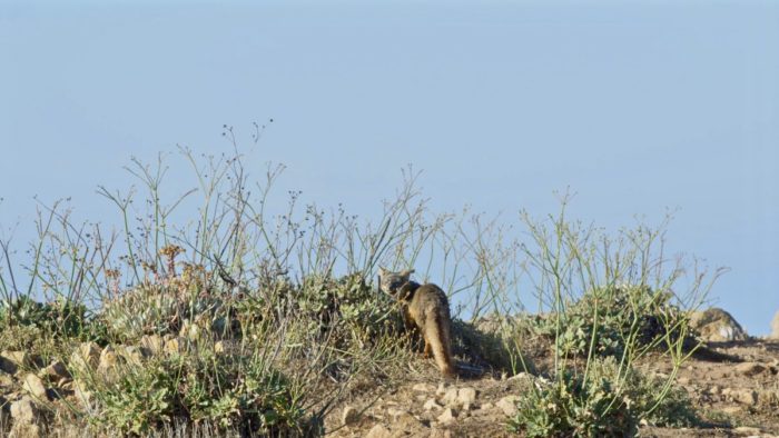 Channel Island Fox on hill