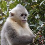 Small Golden Snub-Nosed Monkey