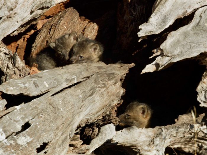 Channel Island Fox kits in den