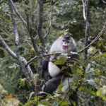 Golden Snub-Nosed Monkey sitting in tree