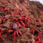 Christmas Island Red Crabs migration