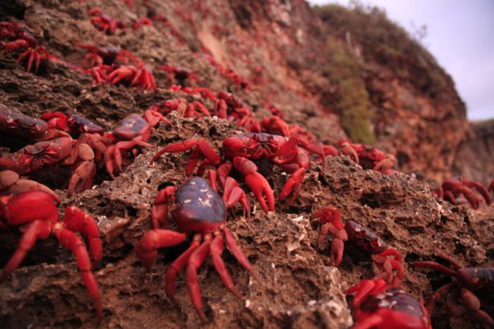 Christmas Island Red Crabs migration