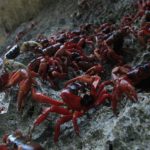 Christmas Island Red Crabs on the beach shore