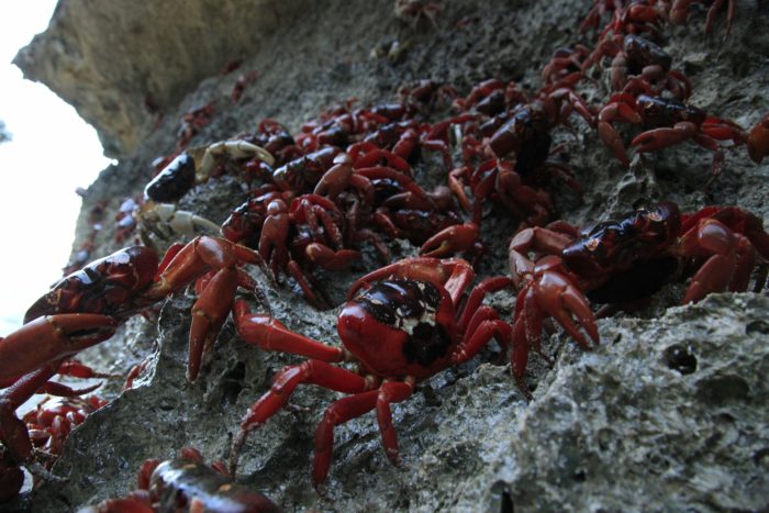 Christmas Island Red Crabs on the beach shore