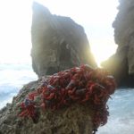 Christmas Island Crabs sitting on a rock