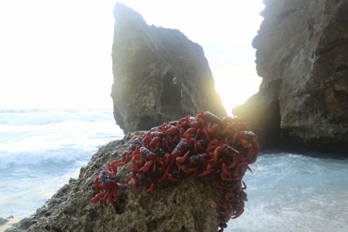 Christmas Island Crabs sitting on a rock