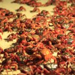 Christmas Island Red Crabs in the sand