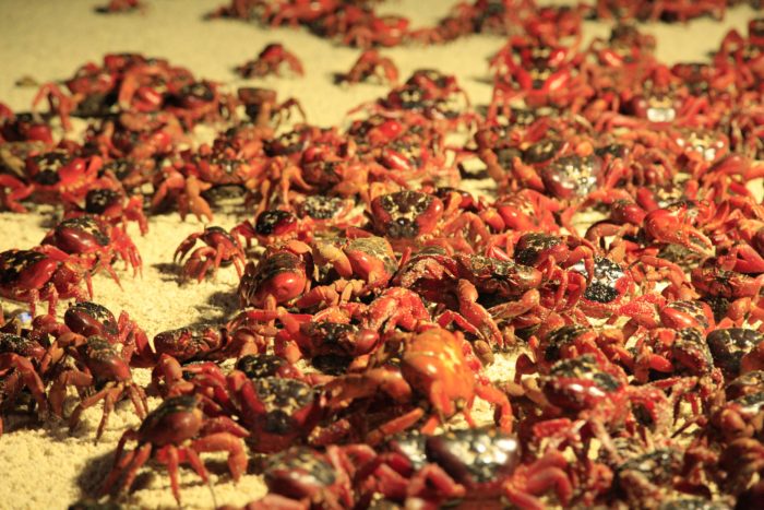 Christmas Island Red Crabs in the sand