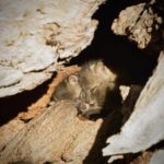 Channel Island Fox kits sleeping in den