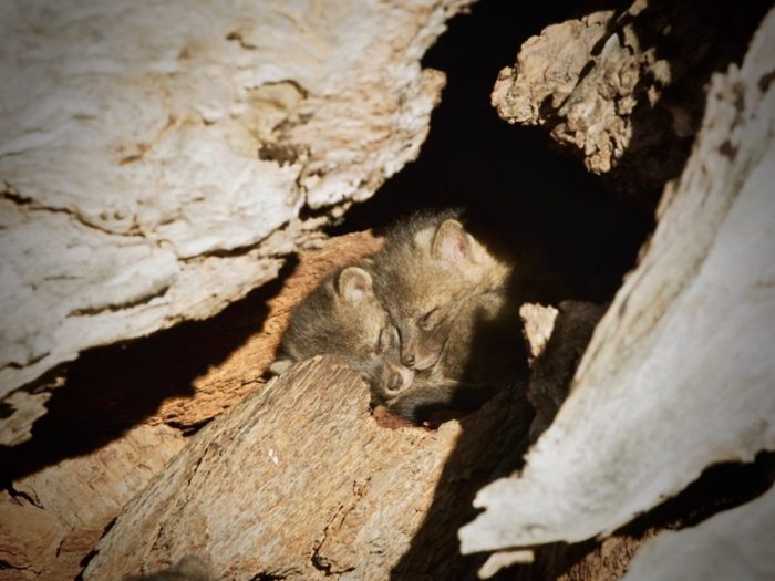 Channel Island Fox kits sleeping in den